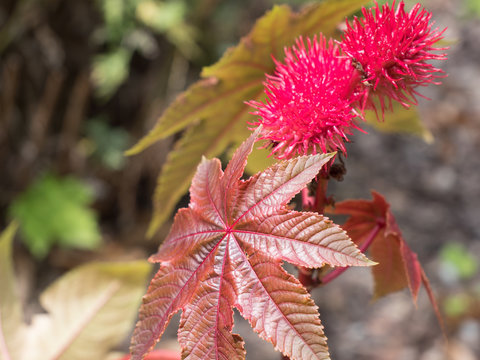 Wunderbaum, Rizinus, Ricinus communis