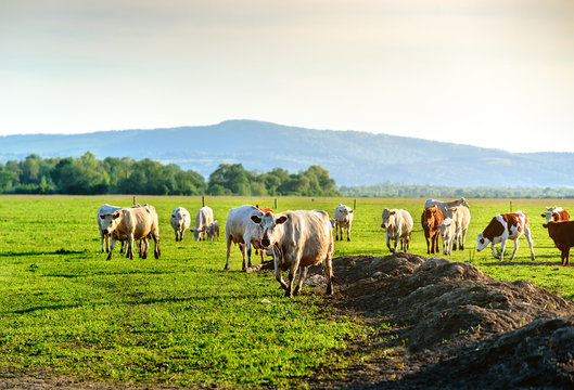 herd of cows in the pasture