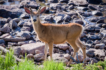 Wild Deer In the Colorado Rocky Mountains