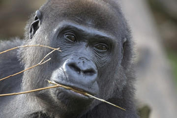 Portrait of a lowland gorilla with a twig in its mouth

