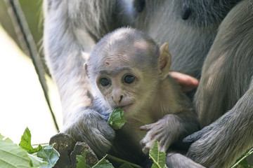 Headshot of a Baby monkey from a Hanuman langur (Semnopithecus entellus) monkey 