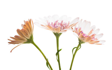 Fototapeta premium Osteosperumum Flower Daisy