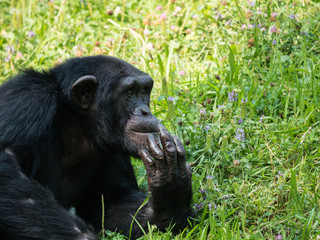 Chimpanzé à dos argenté