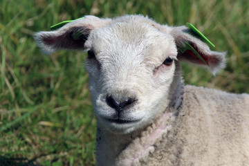 Headshot of a sheep