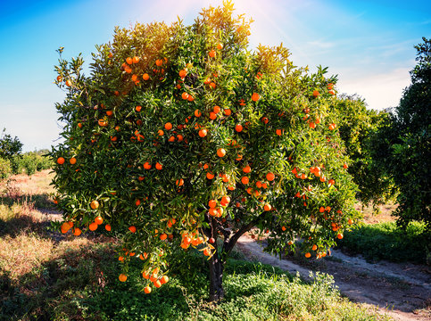 lush and juicy orange tree