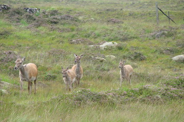 a tourist's view of wild animals among the thick grass of the Scottish valleys.
