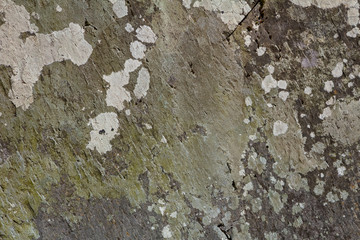 Green spotted wall
