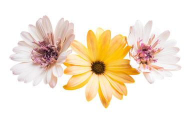 Osteosperumum Flower Daisy