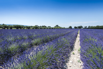 Fototapeta na wymiar Lavender field at Coustellet. Vaucluse, Provence, France