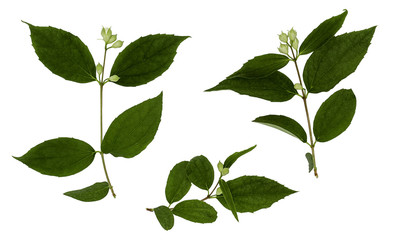 Jasmine isolated on white. The branch of Jasmine flowers