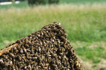 Wabe voller Bienen auf dem Vorfeld des Stuttgarter Flughafens