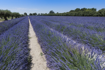 Fototapeta na wymiar Lavender field at Coustellet. Vaucluse, Provence, France