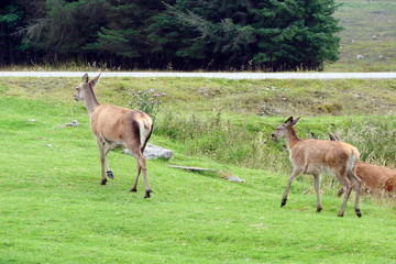Naklejka na ściany i meble a tourist's view of wild animals among the thick grass of the Scottish valleys.