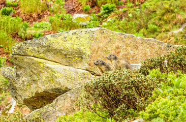 Marmot in Switzerland
