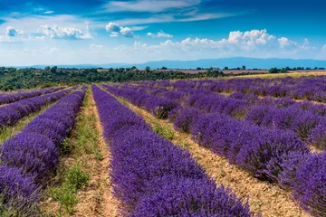 Poster Im Rahmen Lavendelfelder auf dem Plateau de Valensole in der Provence © Gilles Ehrmann