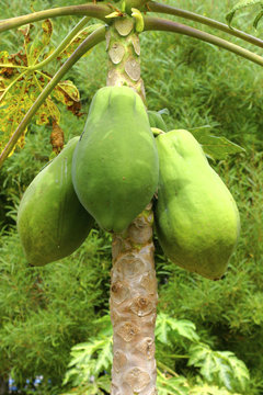 Papaya (Carica papaya), Frucht am Baum