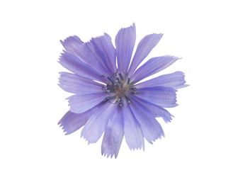 chicory flowers isolated