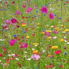 Colorful mixed summer flowers in a field in the south of Germany.