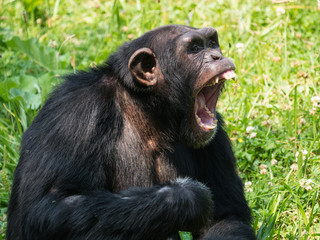 Chimpanzé à dos argenté
