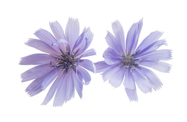 chicory flowers isolated