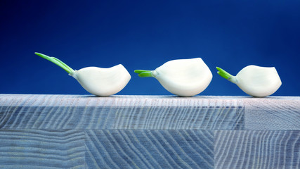 three heads of garlic are on the tree on blue background.