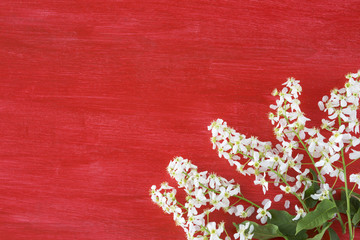 on the red background of wild cherry branch