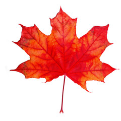 Obraz premium maple leaf red autumn