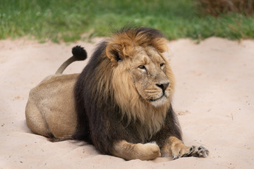 Lion