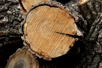 Naklejka premium wood, tree, log, texture, timber, trunk, cut, nature, firewood, forest, brown, wooden, bark, pattern, stump, circle, stack, natural, material, lumber, abstract, old, pile, rings, textured