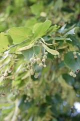 Flowers, fruit and leaves of a fragrant tilia linden tree