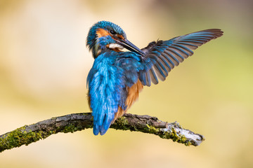 Eisvogel