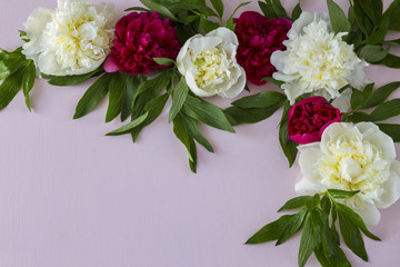 on a pink background white and pink peonies
