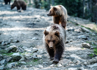 the bear family walks in the woods