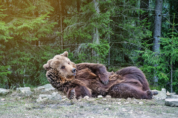 Fototapeta na wymiar the brown bear woke up in the woods