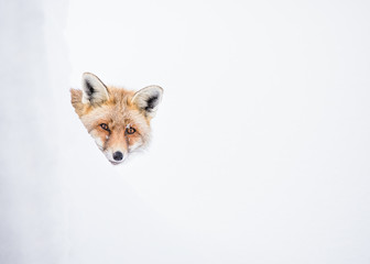 Red Fox 