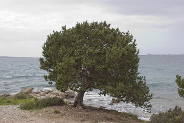 Fototapeta na wymiar An old Juniper tree standing very near to the seaside