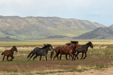 Fototapeta na wymiar Wild Horses Running in the Utah Desert
