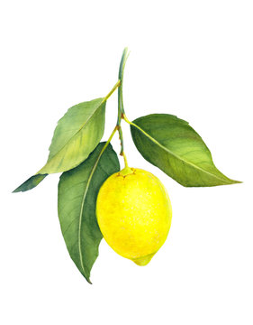 Fresh juicy lemon isolated on white background. Branch of yellow citrus fruit with green leaves. Hand drawn watercolor painting. Botanical realistic art.