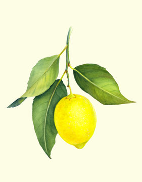 Fresh juicy lemon. Branch of yellow citrus fruit with green leaves. Hand drawn watercolor painting. Botanical realistic art.