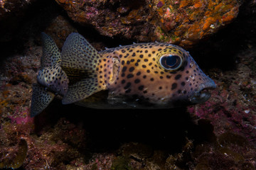 Tamboril espinoso en el hierro