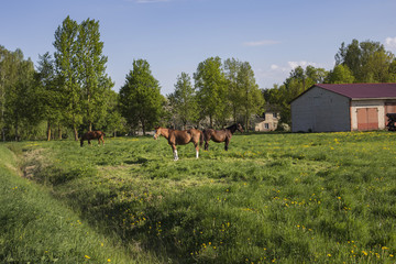 horses grazing in a village in a meadow