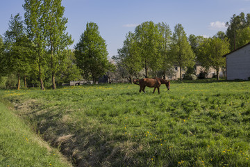 horses grazing in a village in a meadow
