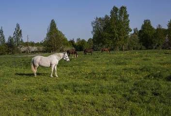 Obraz na płótnie Canvas a white horse grazes on a meadow in spring and near a farm