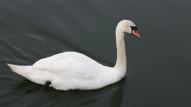 Clip of a swan simming.