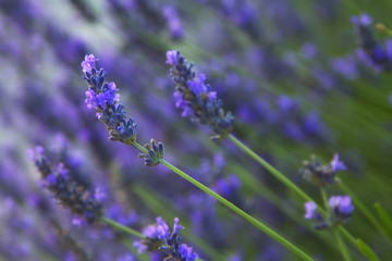 Lavender flowers close up. Natural composition
