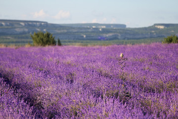 Fototapeta premium Beautiful lavender field Natural composition