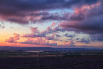 Beautiful lavender field at sunset. Natural composition