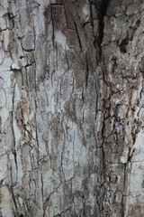 Oak tree bark texture