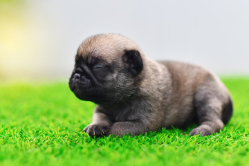 Cute baby Pug on grass, close up

