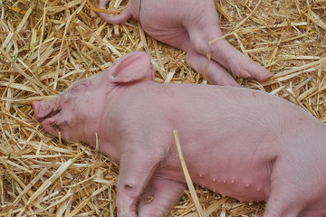 Ferkel am Schlafen